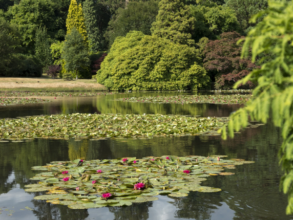 Lakes and Lilies Festival: Advanced Photography Workshop
