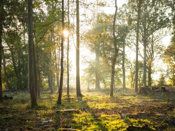 Forest Bathing - Little Elementals