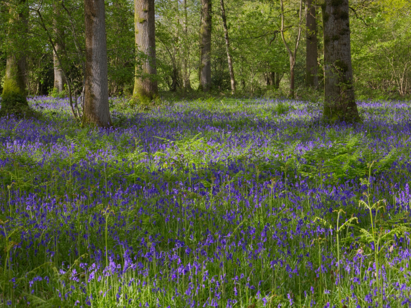 Nostell Spring Nature Retreat with The Conscious Self