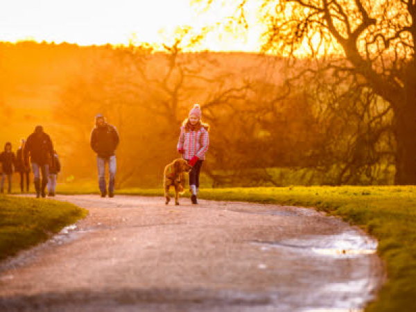 Dog Training Sessions - Mixed Abilities