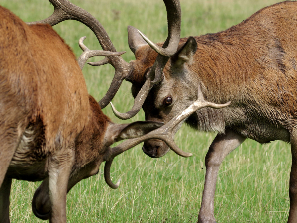 Rutting Season at Calke Guided Walk
