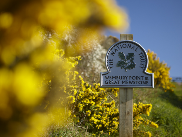 Wildflower Walk at Wembury Point