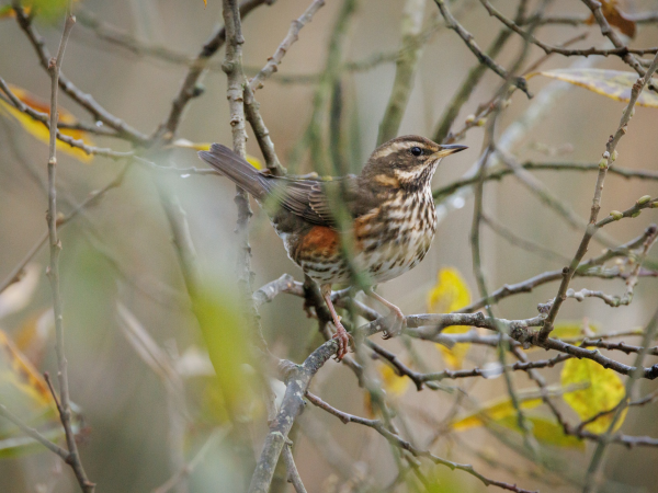 Bird Watching  Sat 3 February, 11am