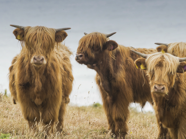 Guided Farm Walk at East Soar
