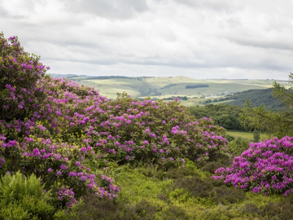 May half term: Free family activity walk