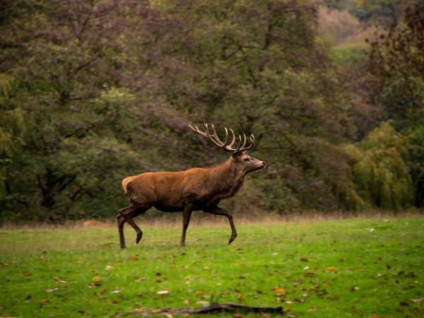 Belton Deer Rut Walk