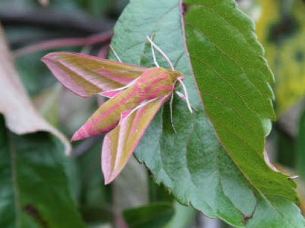 Moth Identification at Stonebarrow - free event