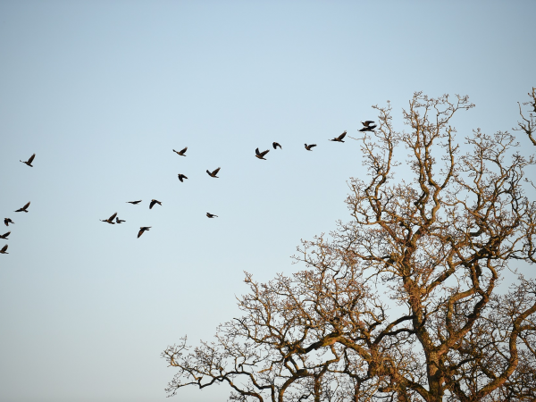 Winter bird walk at Newark Park