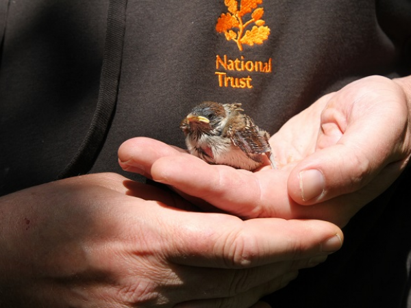 Chick Handling at Shugborough Estate