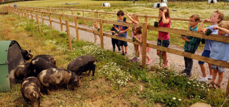 Discover Kingston Lacy’s farm animals