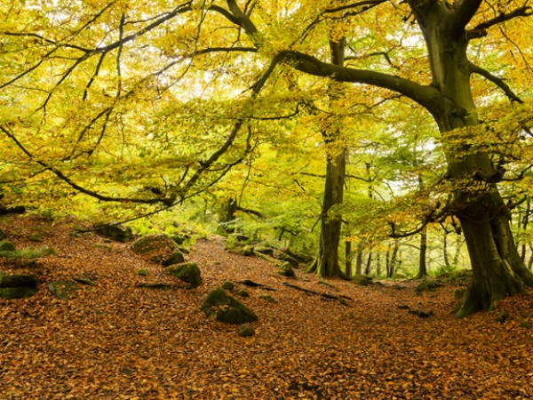 October Half Term: Spooky lantern walk (ages 11-14)