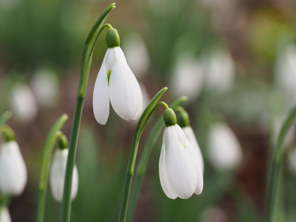 Snowdrops at Chastleton