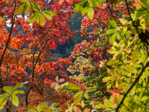 Autumn Colour Photography Workshop: Focussing on Composition