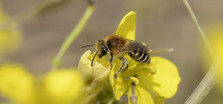 A Beginner's Guide to Identifying Bumblebees Workshop