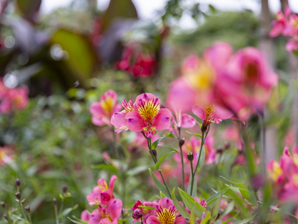 Bulb Mania - Summer Series