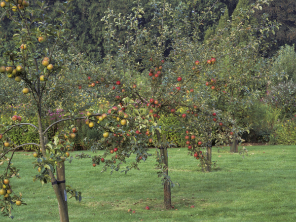 Orchard Pruning Workshops