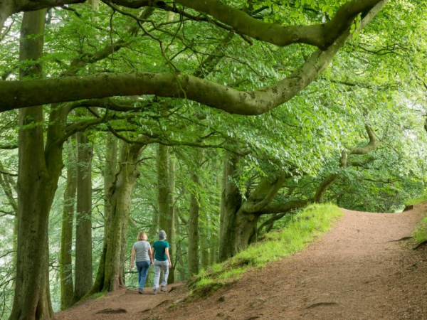 Guided Walk - Woodland Walk