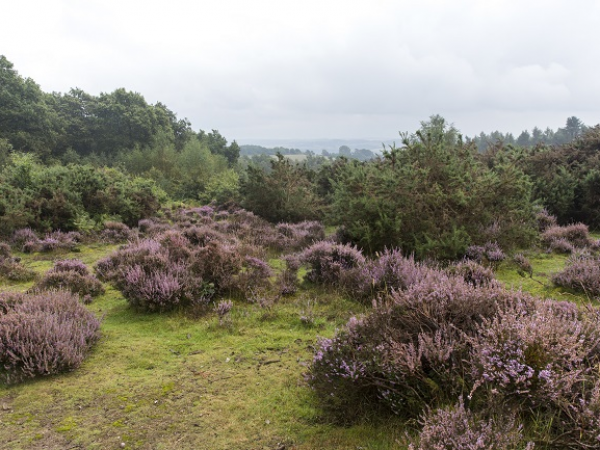 Walk with a Ranger on Kinver Edge
