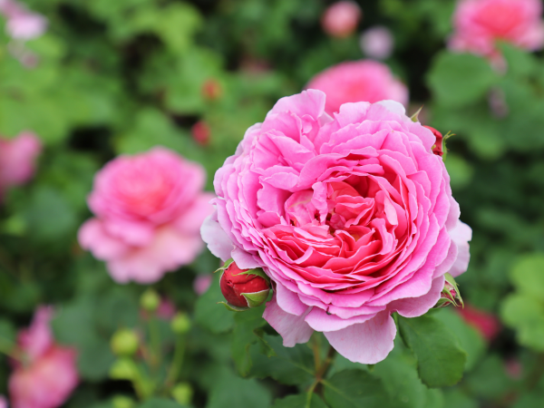 Garden Talks: A Bed Full of Roses