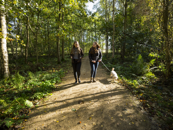 National Forest Walking Festival: evening walk along the tramway at Calke Abbey