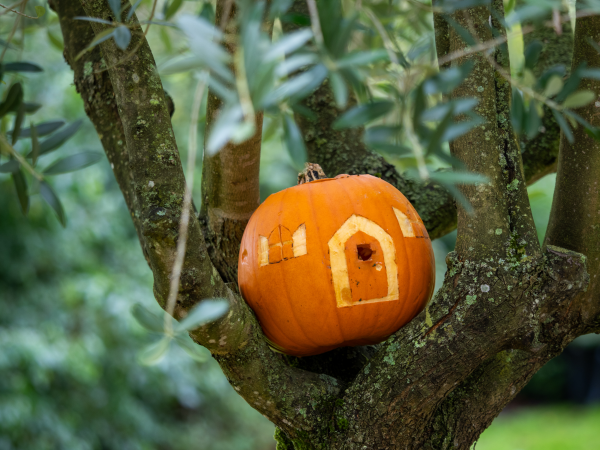 Free Guided Walk: Hindhead Halloween