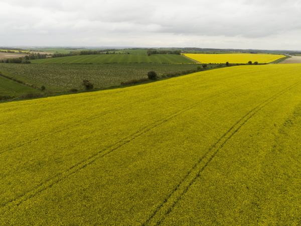Estate Walk: Shapwick and Bishops Court Farm