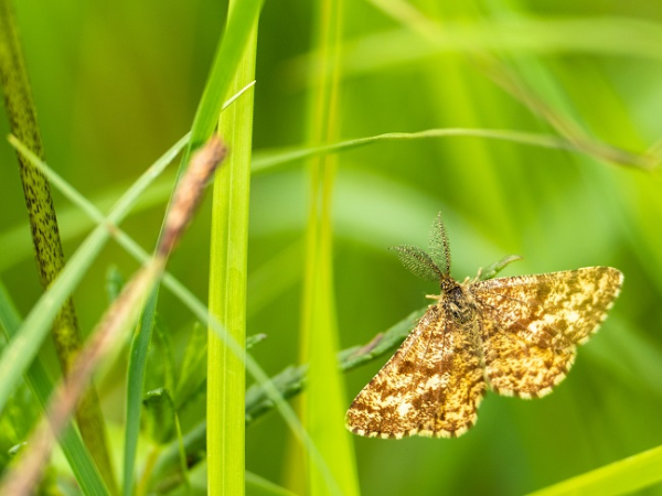 Magnificent Moths - a Moth Morning at Comer Woods