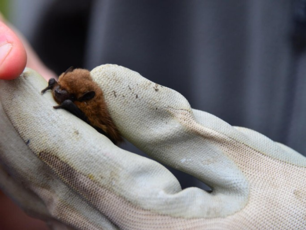 Meet a bat at Gibside with Ranger Tim