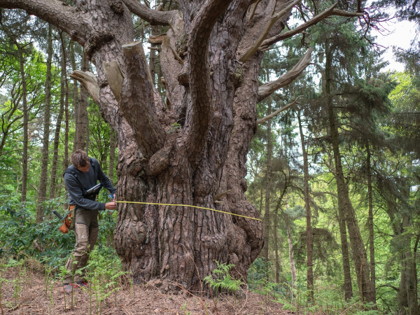 Ranger Walk-Exclusive Preview of the Community Forest-The Great Big Green Week