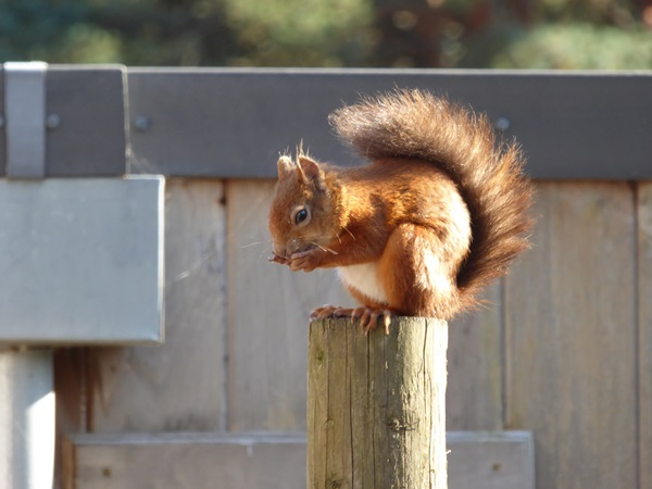 Red Squirrel Talk with Rachel Smith
