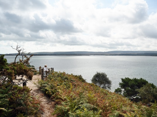 Evening echoes: bird and bat safari on Brownsea Island