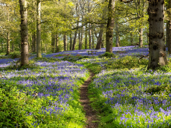 Family Bluebell Walks