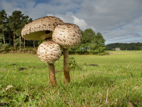 Family Fungi Foray - Sheringham Park