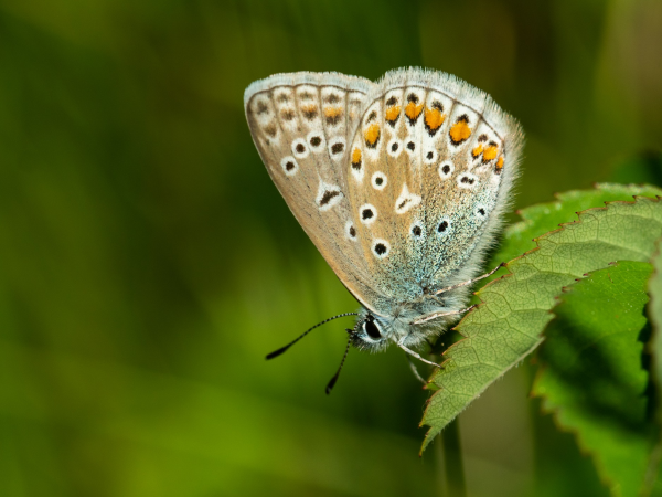 Botany and butterfly walks