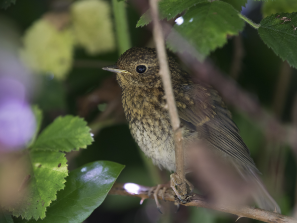 Great Big Green Week - Guided bird walk