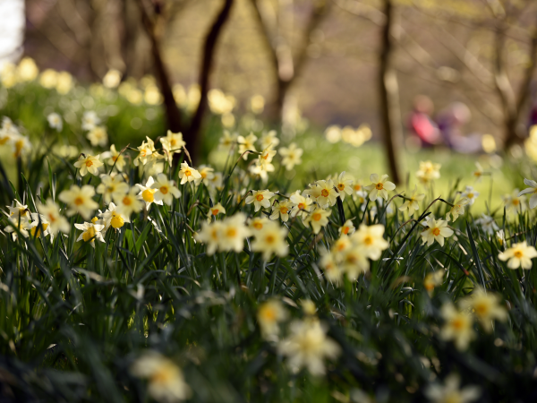 Daffodil Guided Walk