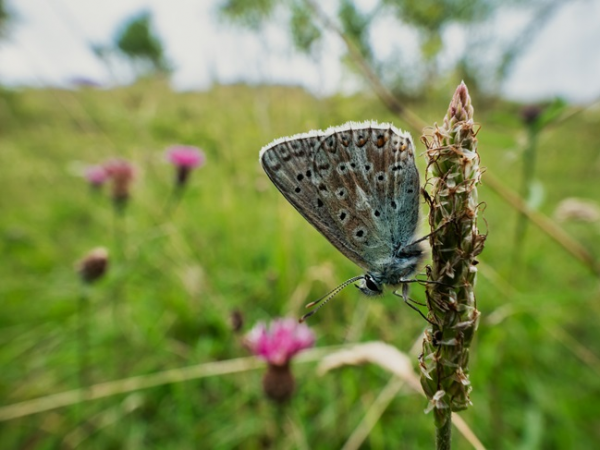 Ranger's Ramble: Wild Flowers and Flutterings