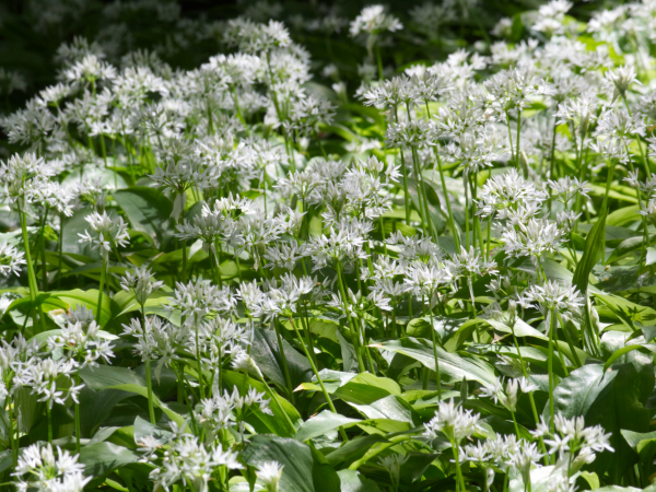 Spring Foraging Walk with Tellus Mater