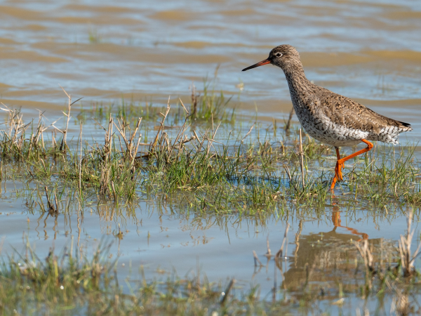 Birds of the River Deben Guided Walk
