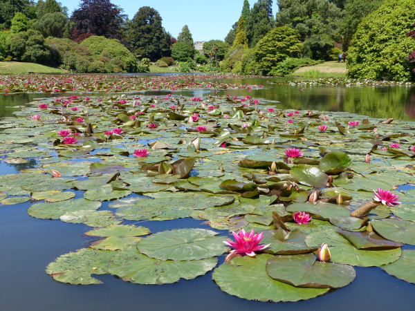 Lakes and Lilies Festival: Linocut Workshop