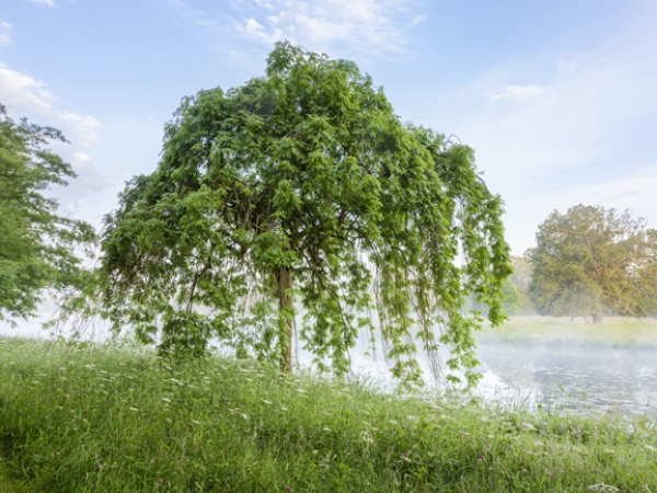 Find Out: Trees at Shugborough
