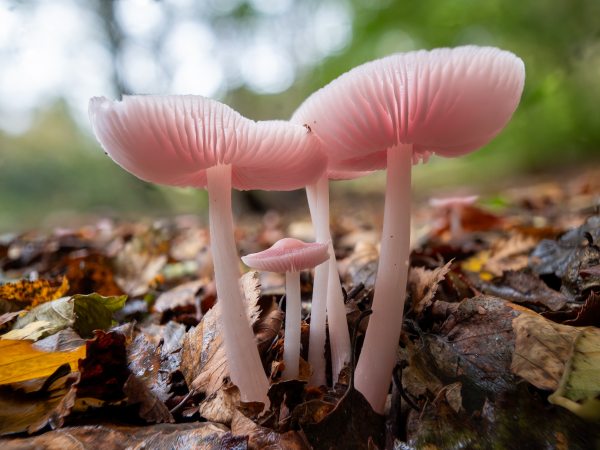 Fabulous fungi on Brownsea Island