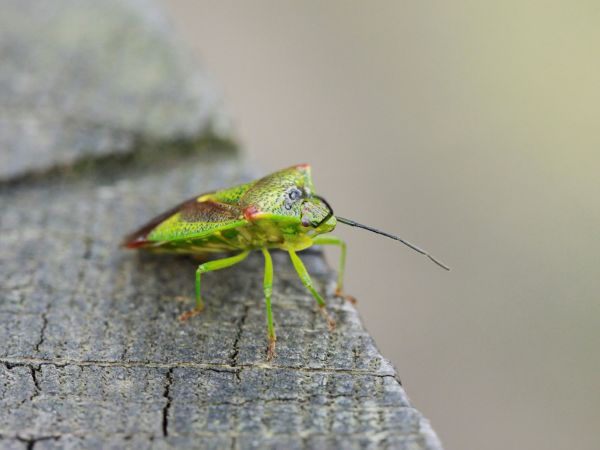 Summer of Play: Family Minibeasts Safari in the Garden