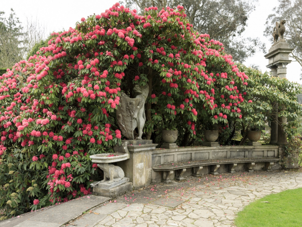 Guided Garden Walks - The Rhododendron Edition - Mount Stewart