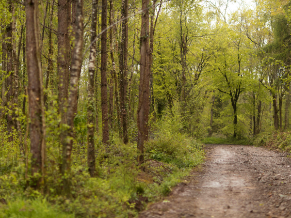 Free Guided Wellbeing Walk: Ashclyst Forest-Green Route