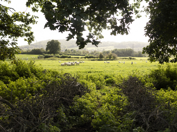 Learn to make a garden obelisk on Bathampton Meadows