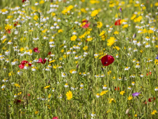 What’s been happening for nature up at the farm?