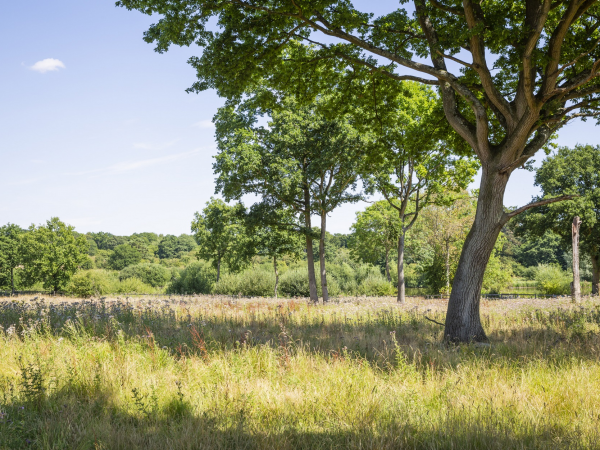 Hatfield Forest walks -Houblons and Hornbeams