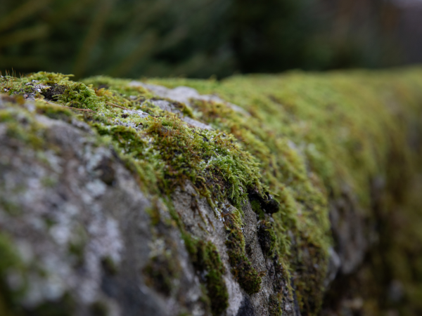 Wednesday @ 1: The Mosses that Make Manchester