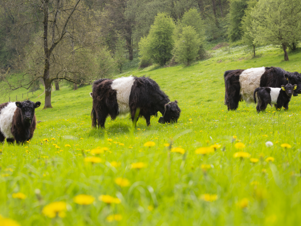 Felted Belties Craft Event
